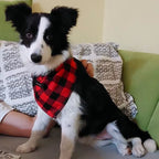 Chic Cotton Dog Bandanas – Stylish and Comfy Bibs for Your Medium & Large Pups
