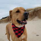 Chic Cotton Dog Bandanas – Stylish and Comfy Bibs for Your Medium & Large Pups