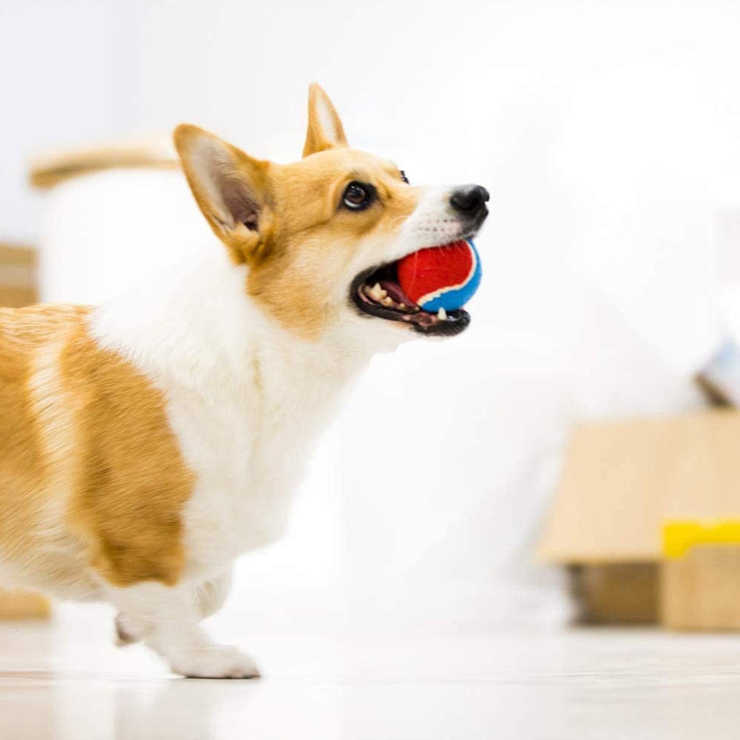 Tennis Balls for Dogs, Squeaky Dog Tennis Balls for Exercise, High Bouncy Pet Ball Bright Colors 2.5 Inches, Interactive Funny Dog Toys for All Breeds of Dogs Indoor & Outdoor Dog Games, 3 Pack